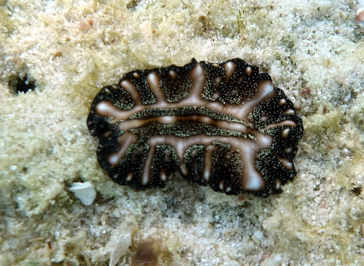 Pseudoceros agattiensis